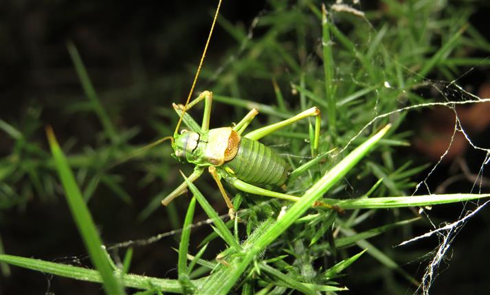 Lluciapomaresius cfr asturiensis, maschio